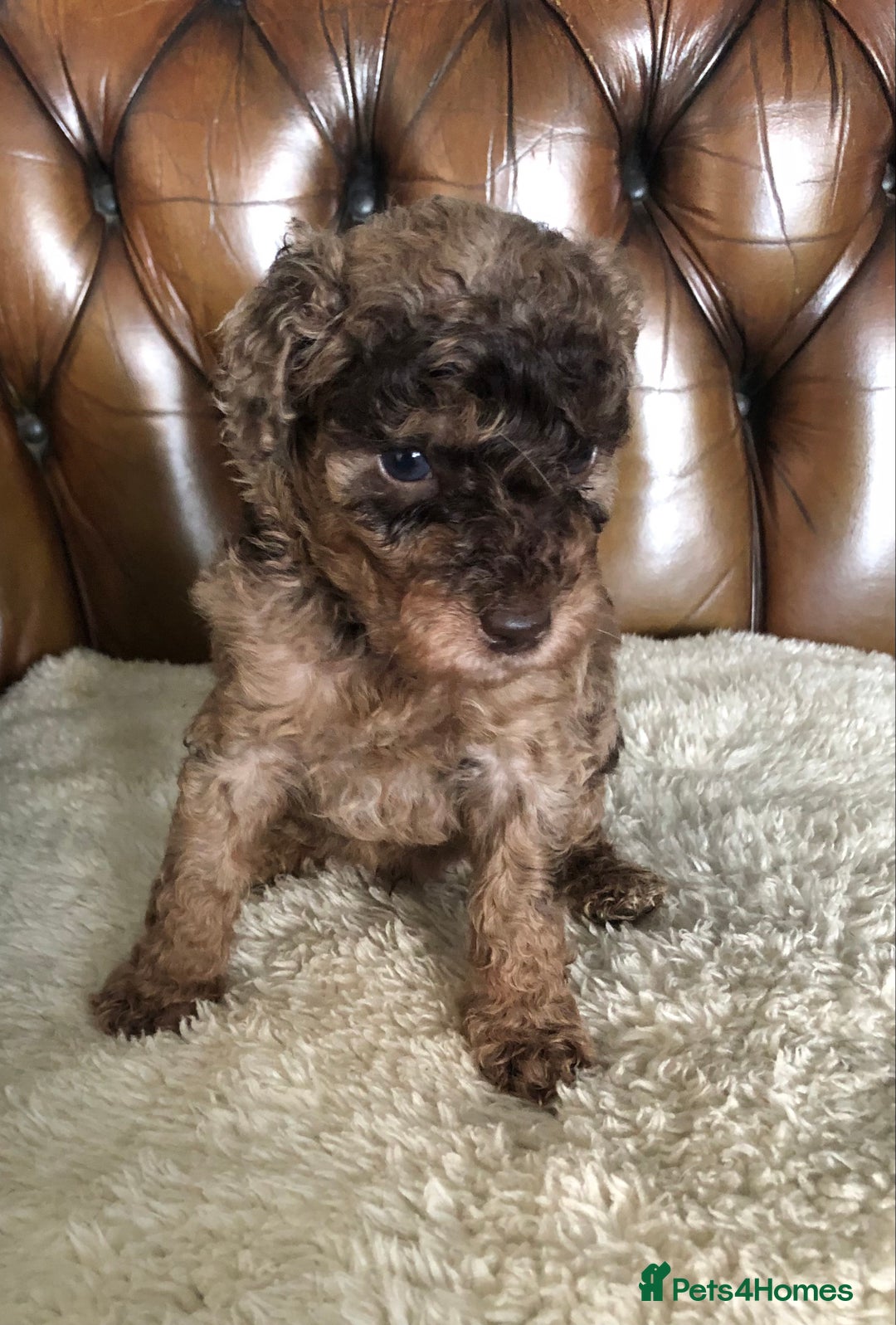 Labradoodle dogs for sale: Miniature Curly-Coated Teddybear Labradoodles  - Advert 29