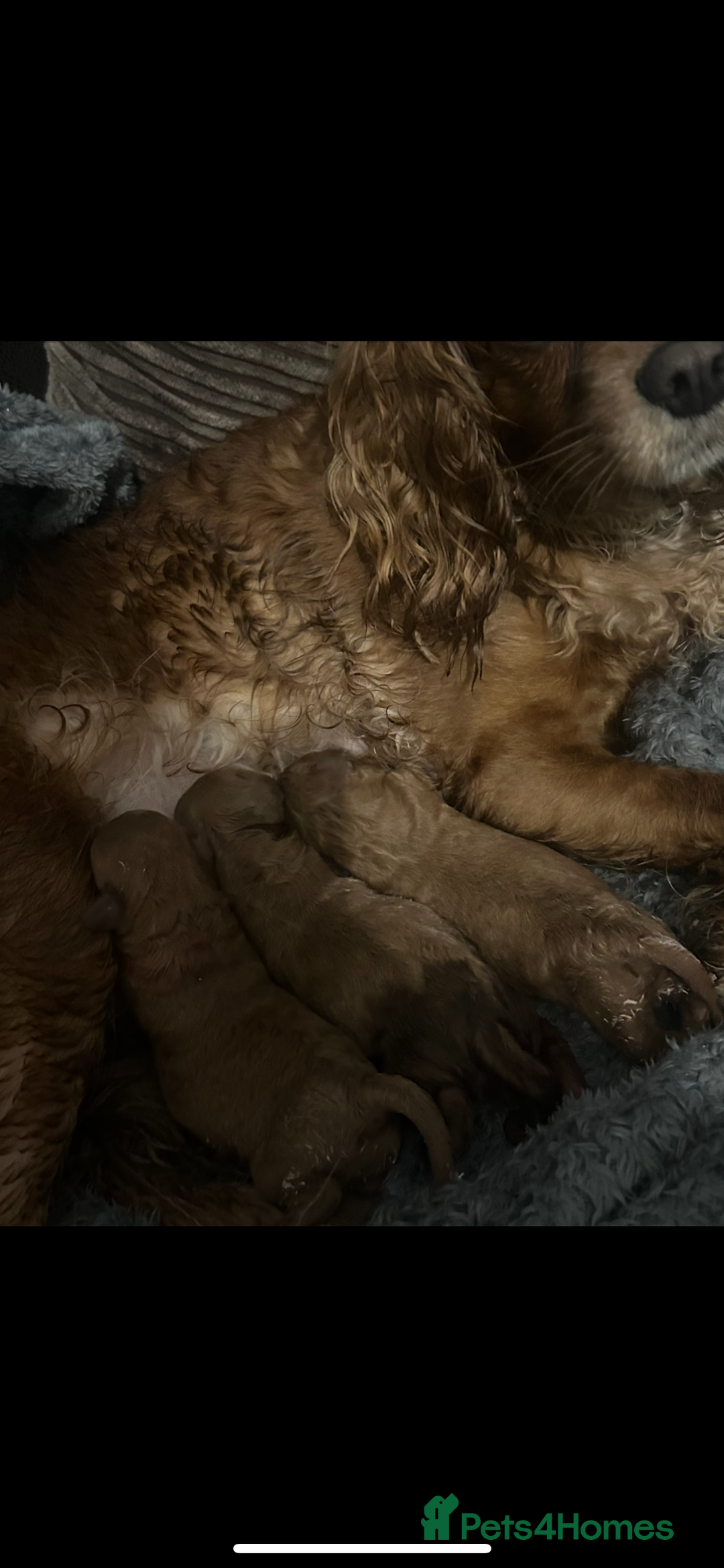 Cavapoo dogs for sale: Red Toy cavapoo puppies - Image 10