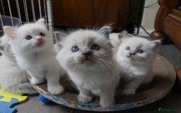 Ragdoll cats for sale: Little boy is looking for a forever home  - Image 5