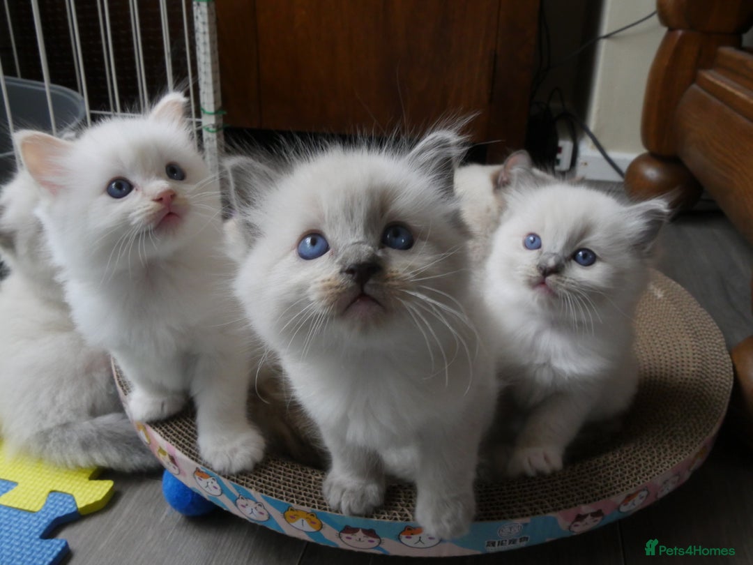 Ragdoll cats for sale: Little boy is looking for a forever home  - Image 5