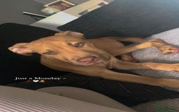Mixed Breed dogs for sale: Presa canario mixed  - Image 1