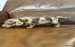 Mixed Breed dogs for sale: Dachshund x puppies  - Image 3