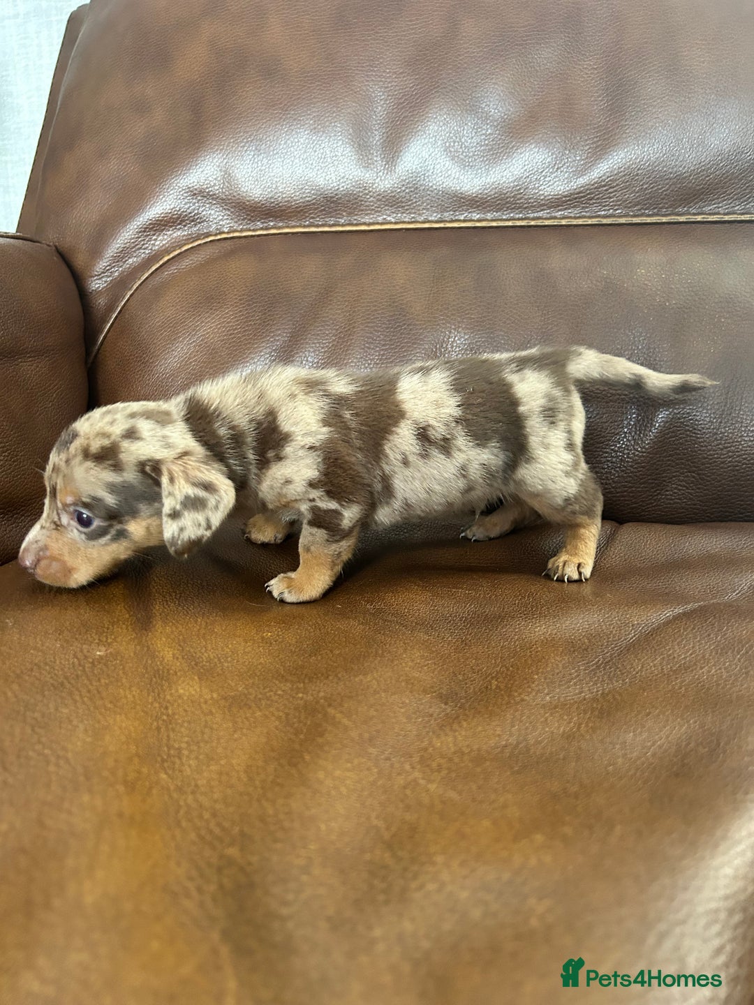 Mixed Breed dogs for sale: Dachshund x puppies  - Image 3