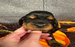 Cocker Spaniel dogs for sale: Beautiful Kc reg show cocker spaniels  - Image 13