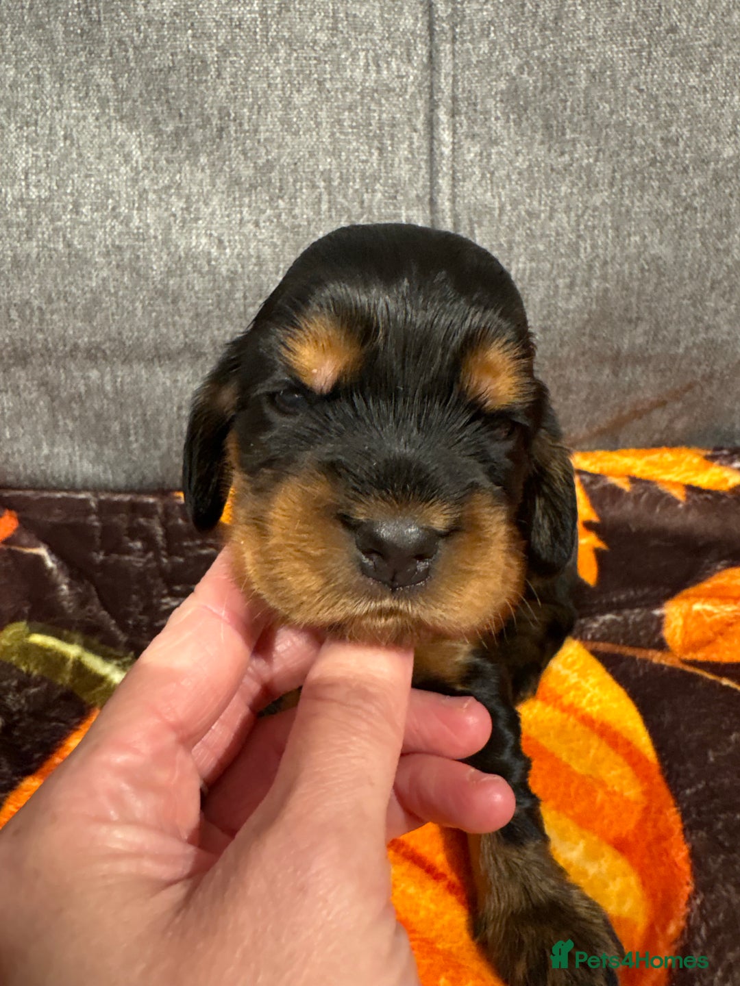 Cocker Spaniel dogs for sale: Beautiful Kc reg show cocker spaniels  - Image 13