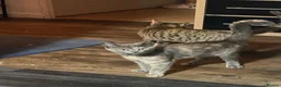 Mixed Breed cats for sale: Two beautiful girls  - Advert 4