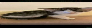 Female - 1