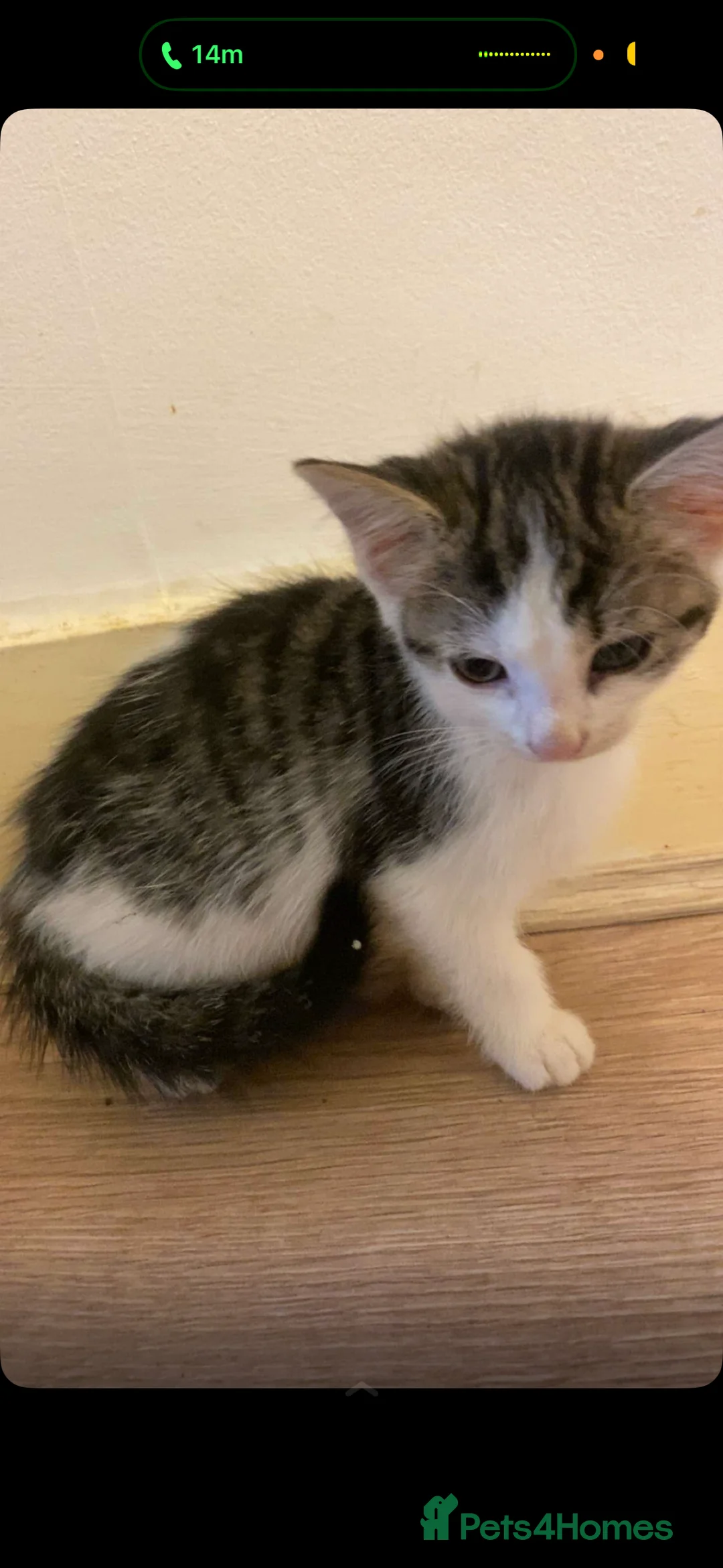Mixed Breed cats for sale: 🐾 2 Adorable Tabby Kittens – 1 Boy & 1 Girl 🐾 in London - Advert 3