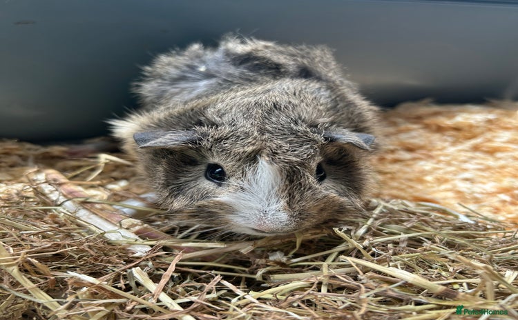 Guinea Pig rodents - Advert 1