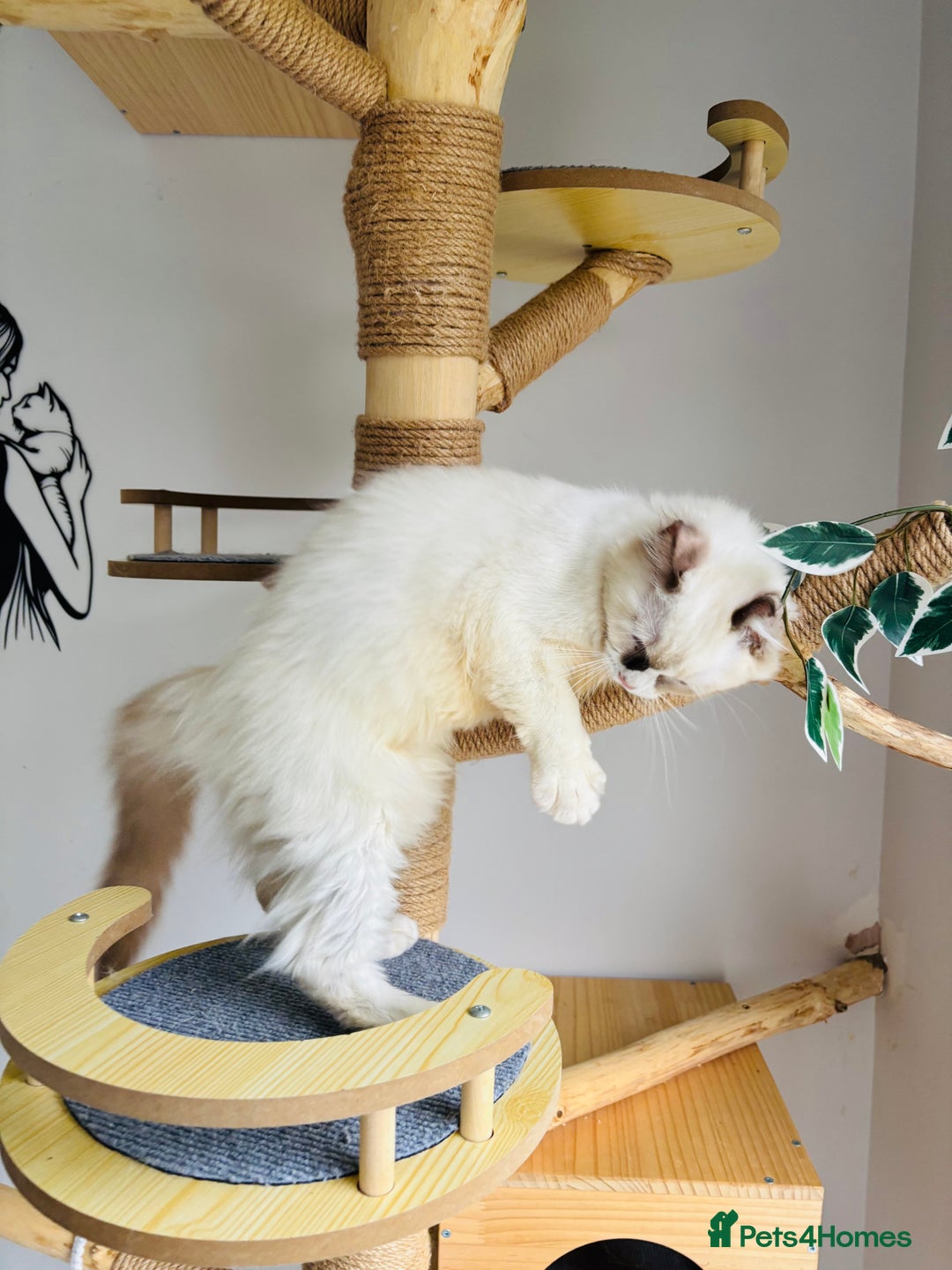 Ragdoll cats for sale: Beautiful ragdoll kittens  - Advert 6