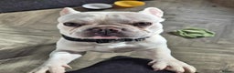 French Bulldog dogs for sale: Male french bulldog - Advert 4