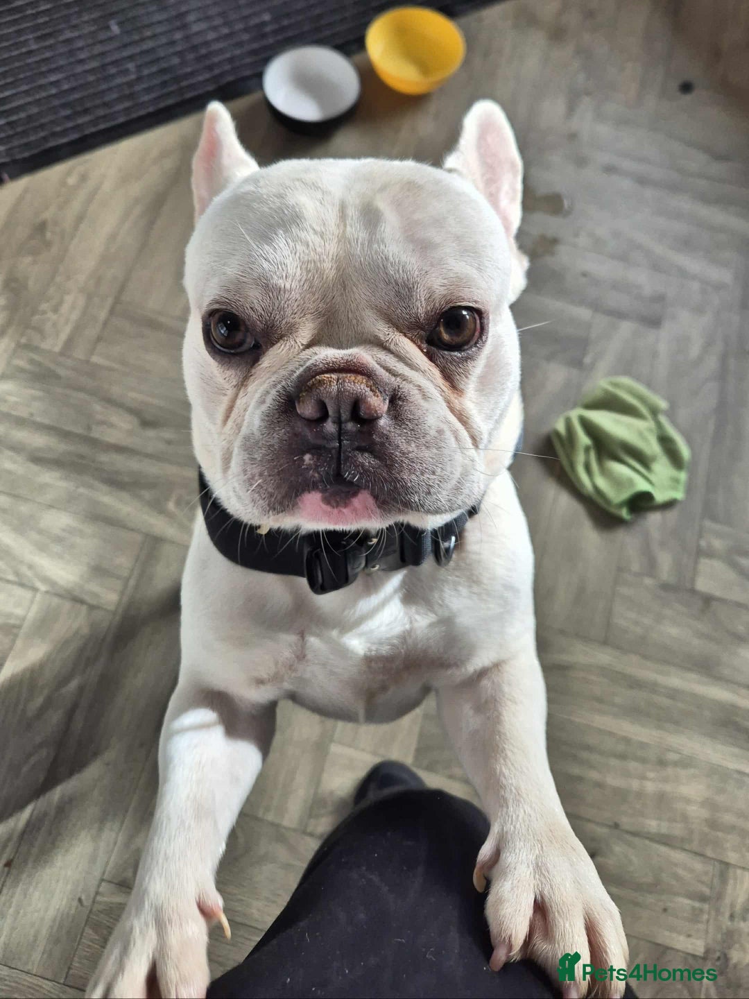 French Bulldog dogs for sale: Male french bulldog - Advert 4