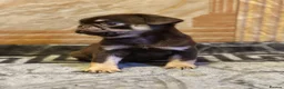 Pug dogs for sale: Gorgeous Pug Puppies - Advert 17