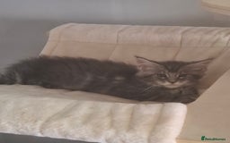 Maine Coon cats for sale: Xxl pure mainecoons  - Image 13