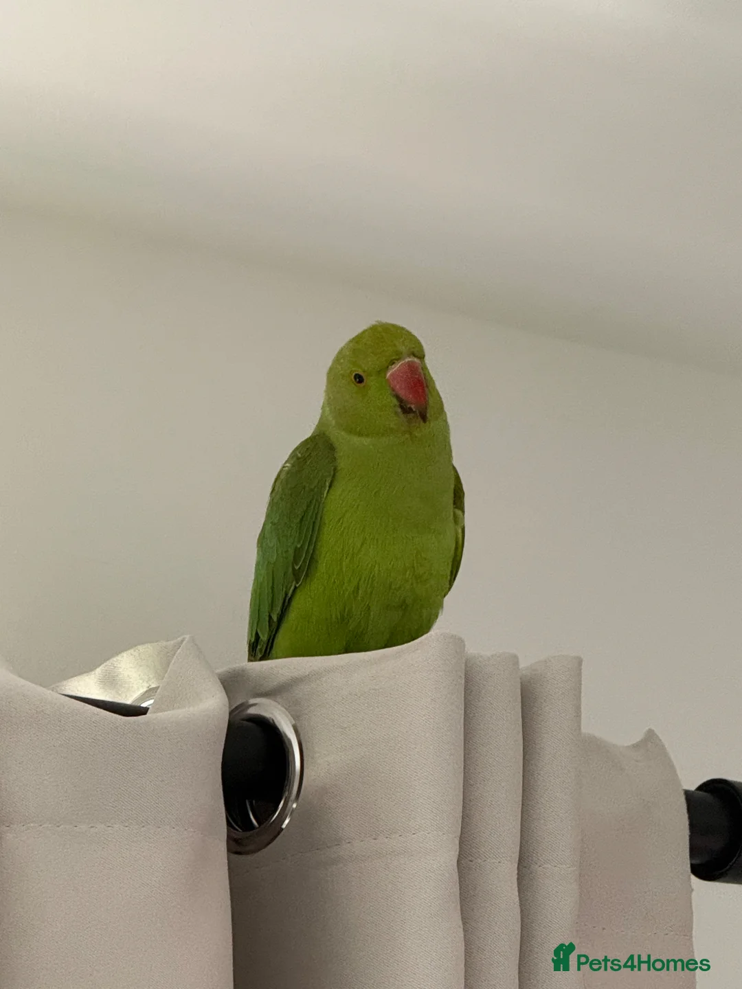 Ringnecks birds for sale: Young Indian Ringneck  - Advert 2