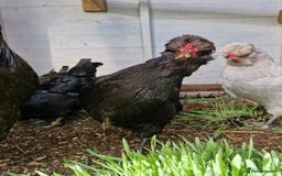 Chickens poultry for sale: 8 week old Arucana X  - Image 3
