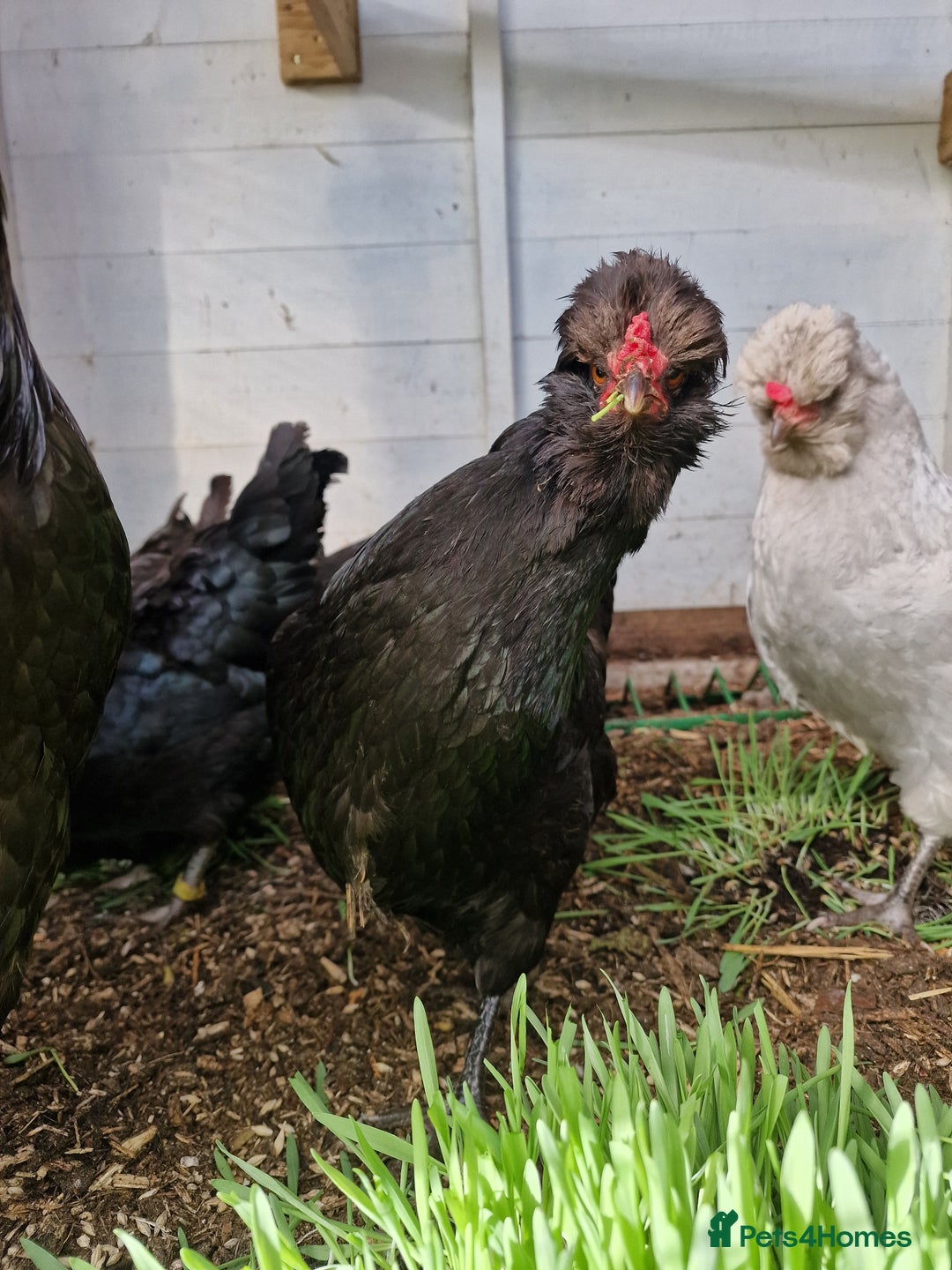 Chickens poultry for sale: 8 week old Arucana X  - Image 3