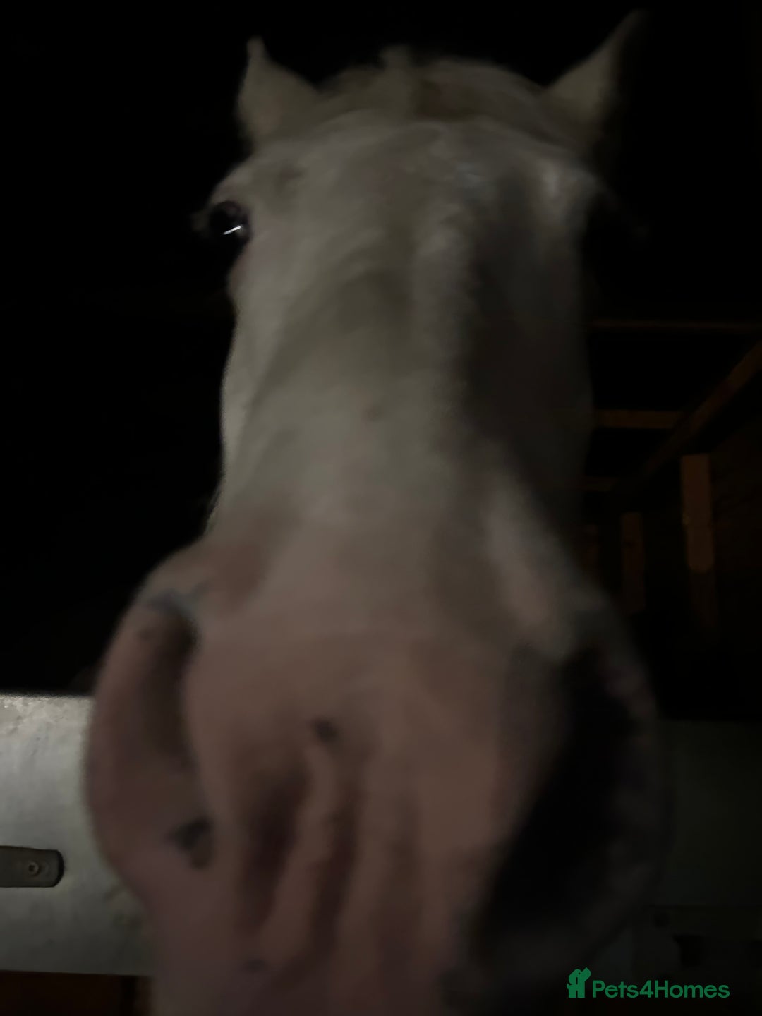 Irish Cob horses for sale: 14.1hh riding mare - Advert 4