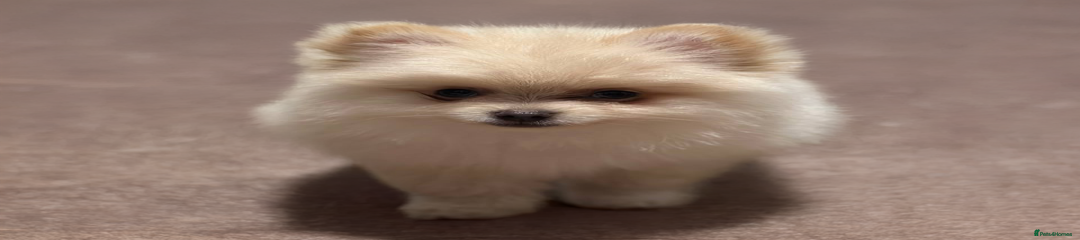 Pomeranian Puppy 3