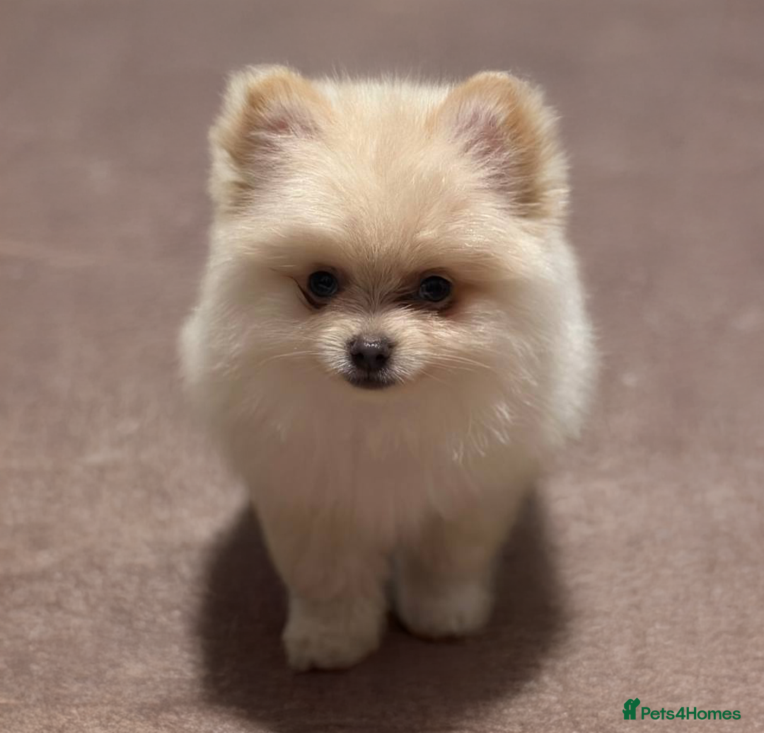 Pomeranian dogs for sale: 3 Beautiful Pomeranian Puppies - Image 3