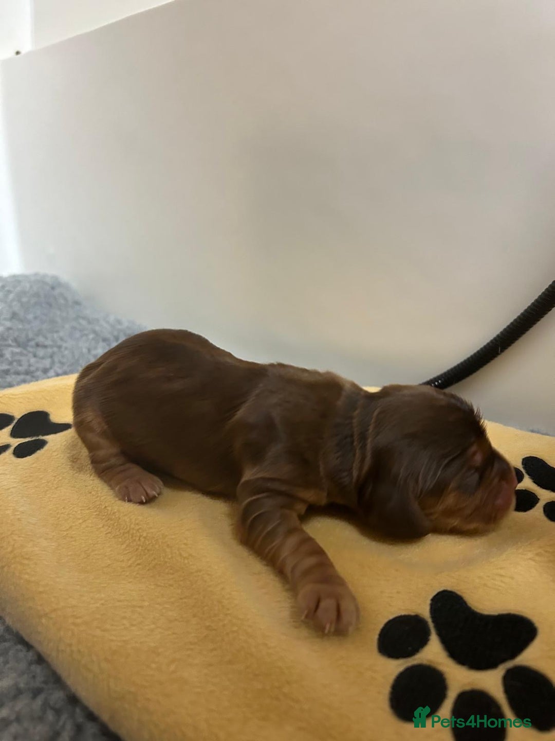 Cocker Spaniel dogs for sale: Show Cocker Spaniel Puppies - Advert 10