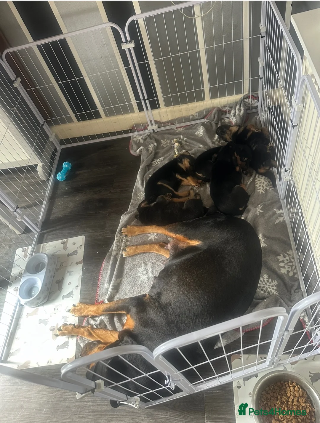 Mixed Breed dogs for sale: 3 Male 2 Female - Advert 12