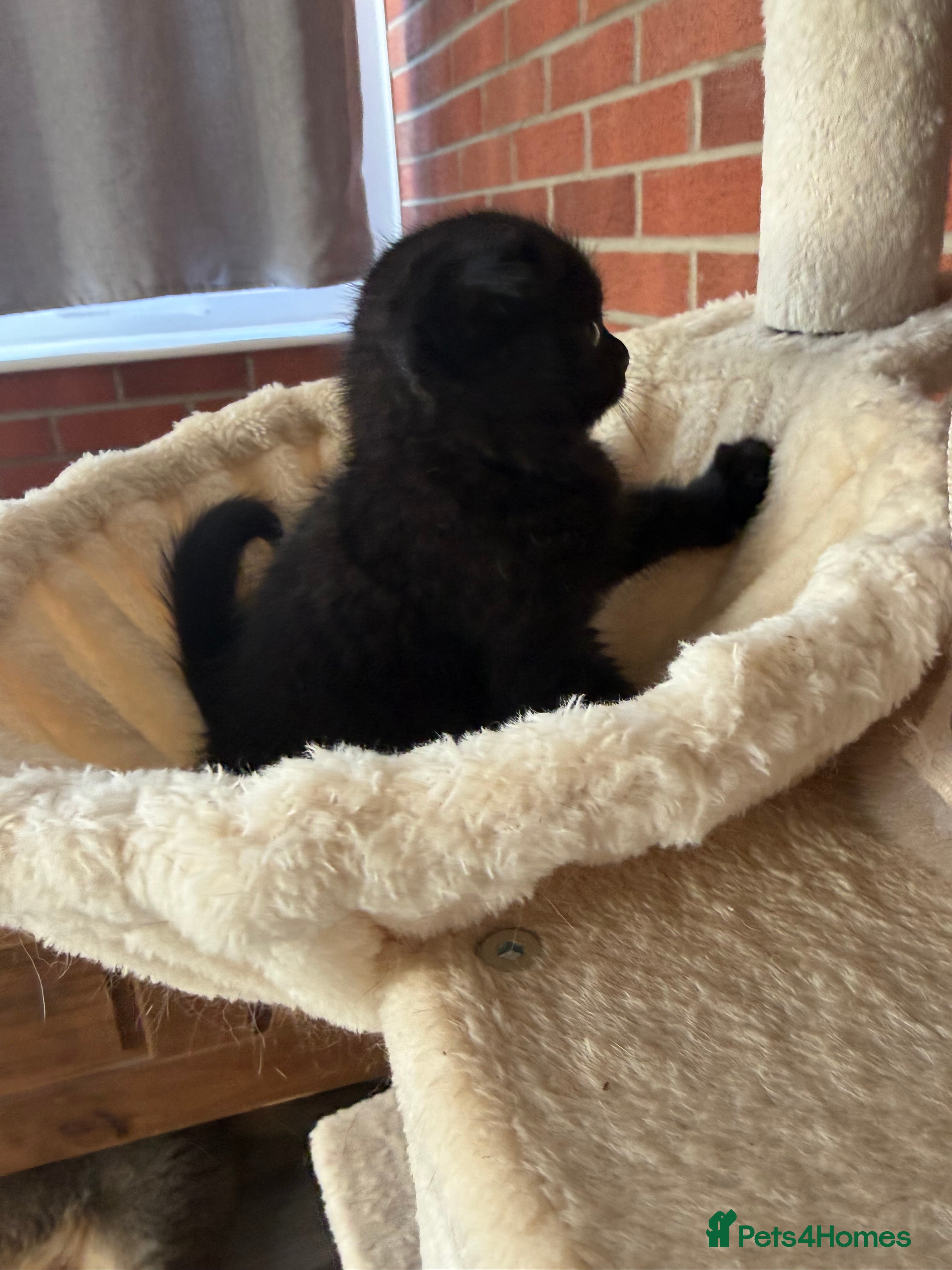 Scottish Fold cats Exceptional litter of Scottish fold/ straight😍😍 - Advert 2