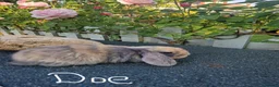 Mini Lop rabbits for sale: Multicoloured baby mini lops for sale  - Advert 3