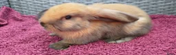 Mini Lop rabbits for sale: Cute French x Mini Lop Ready to Go!!! - Advert 25