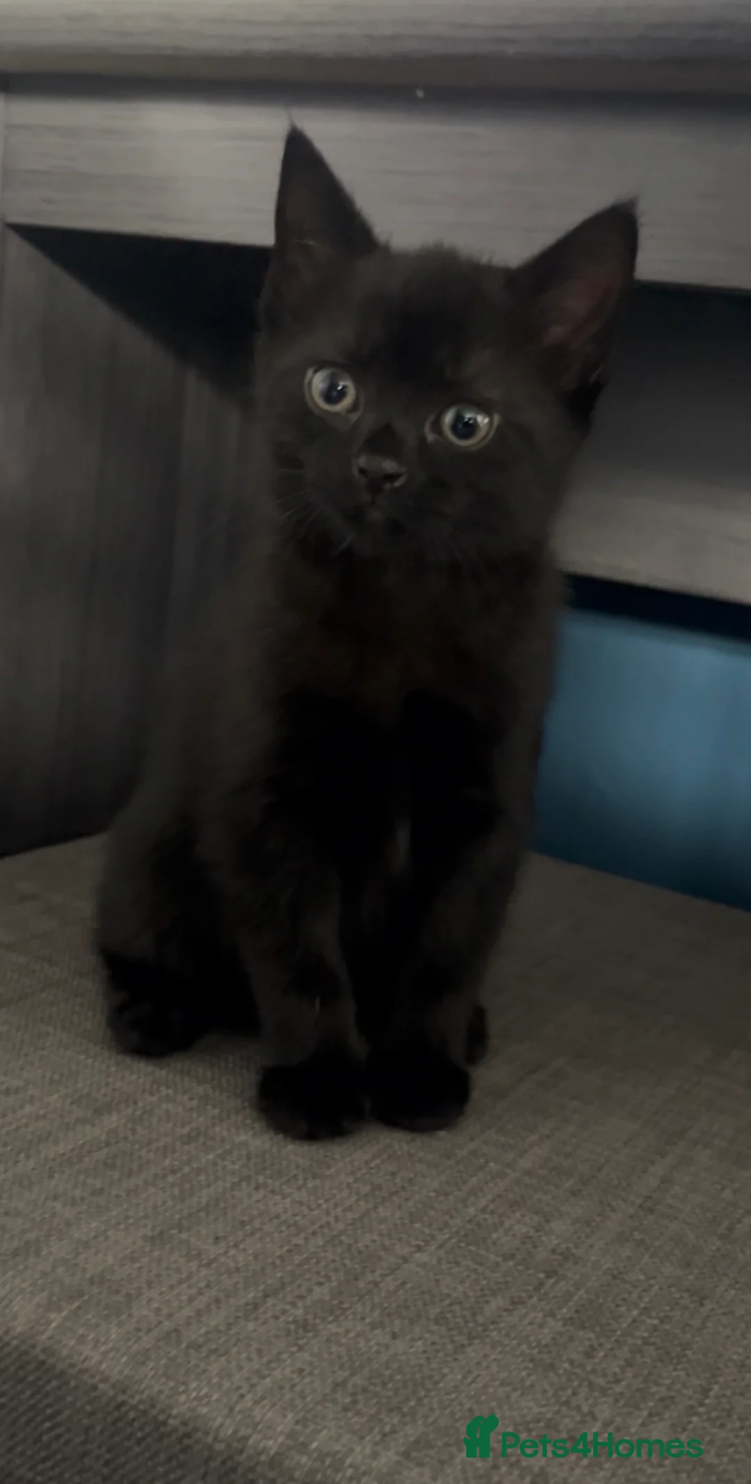 Mixed Breed cats for sale: Mix breed Black female kittens  - Advert 2