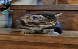 Maine Coon cats for sale: Beautiful Mainecoon X  9 kittens  - Image 7