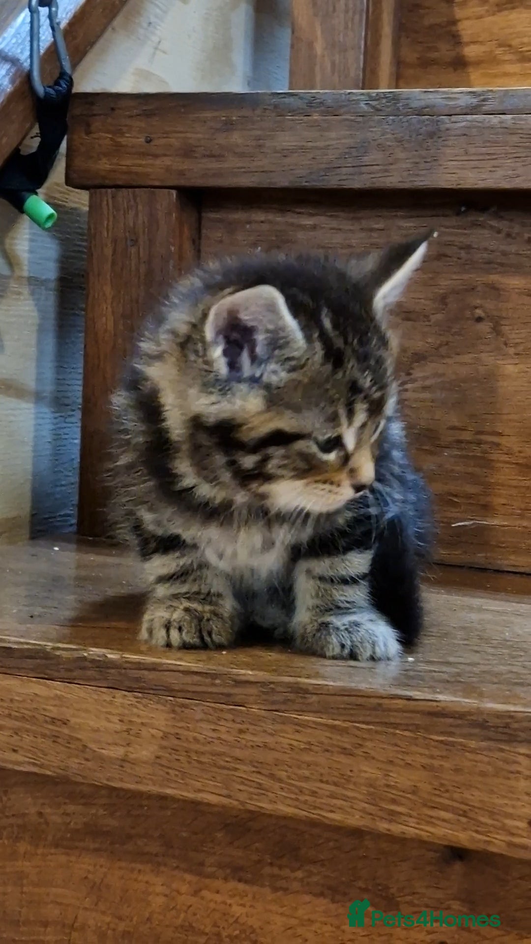 Maine Coon cats for sale: Beautiful Mainecoon X  9 kittens  - Image 7
