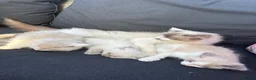 Ragdoll cats for sale: Pure ragdoll kittens  - Advert 6
