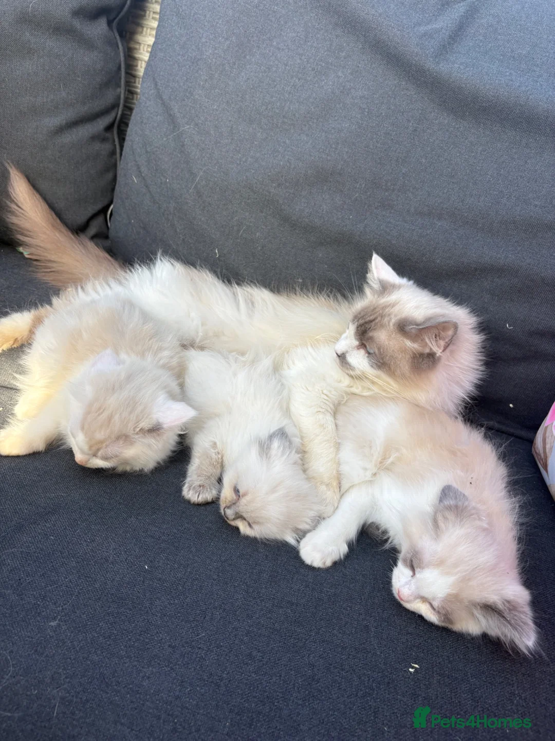 Ragdoll cats for sale: Pure ragdoll kittens  - Advert 6