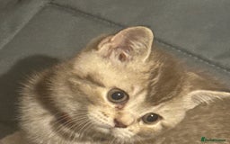 British Shorthair cats for sale: Amazing BSH kittens. READY TO GO!!! - Image 20