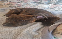Staffordshire Bull Terrier dogs for sale: 4 female staffy pups - Image 1