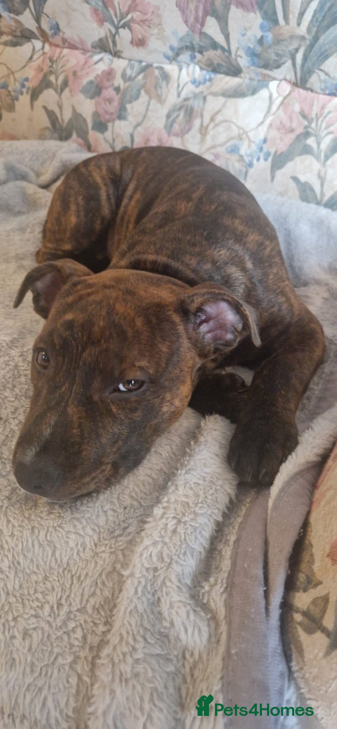 Staffordshire Bull Terrier dogs for sale: 4 female staffy pups - Image 1