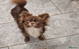 Chihuahua dogs for stud: Chihuahua Chocolate longhaired Stud  in Romford - Image 22