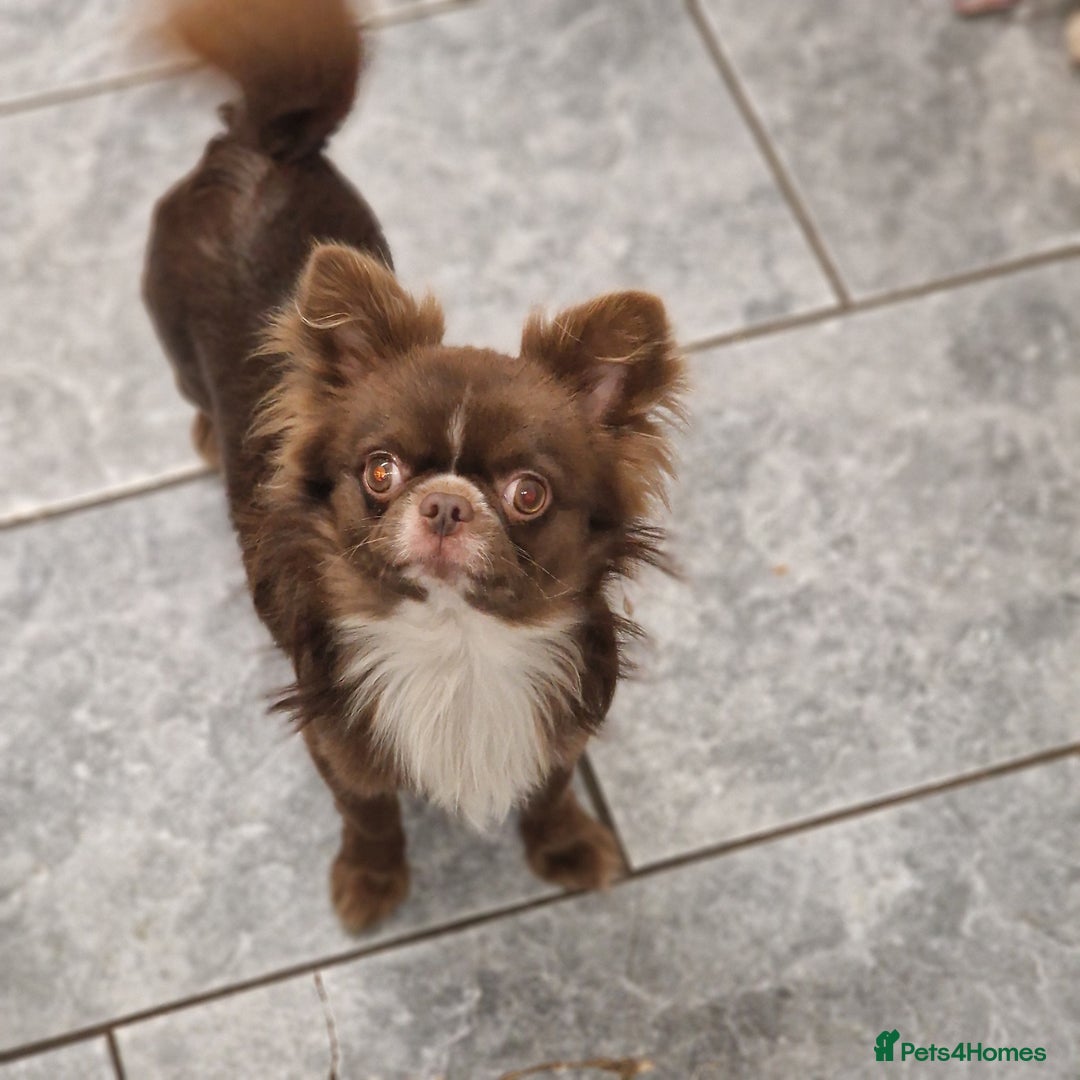 Chihuahua dogs for stud: Chihuahua Chocolate longhaired Stud  in Romford - Image 22