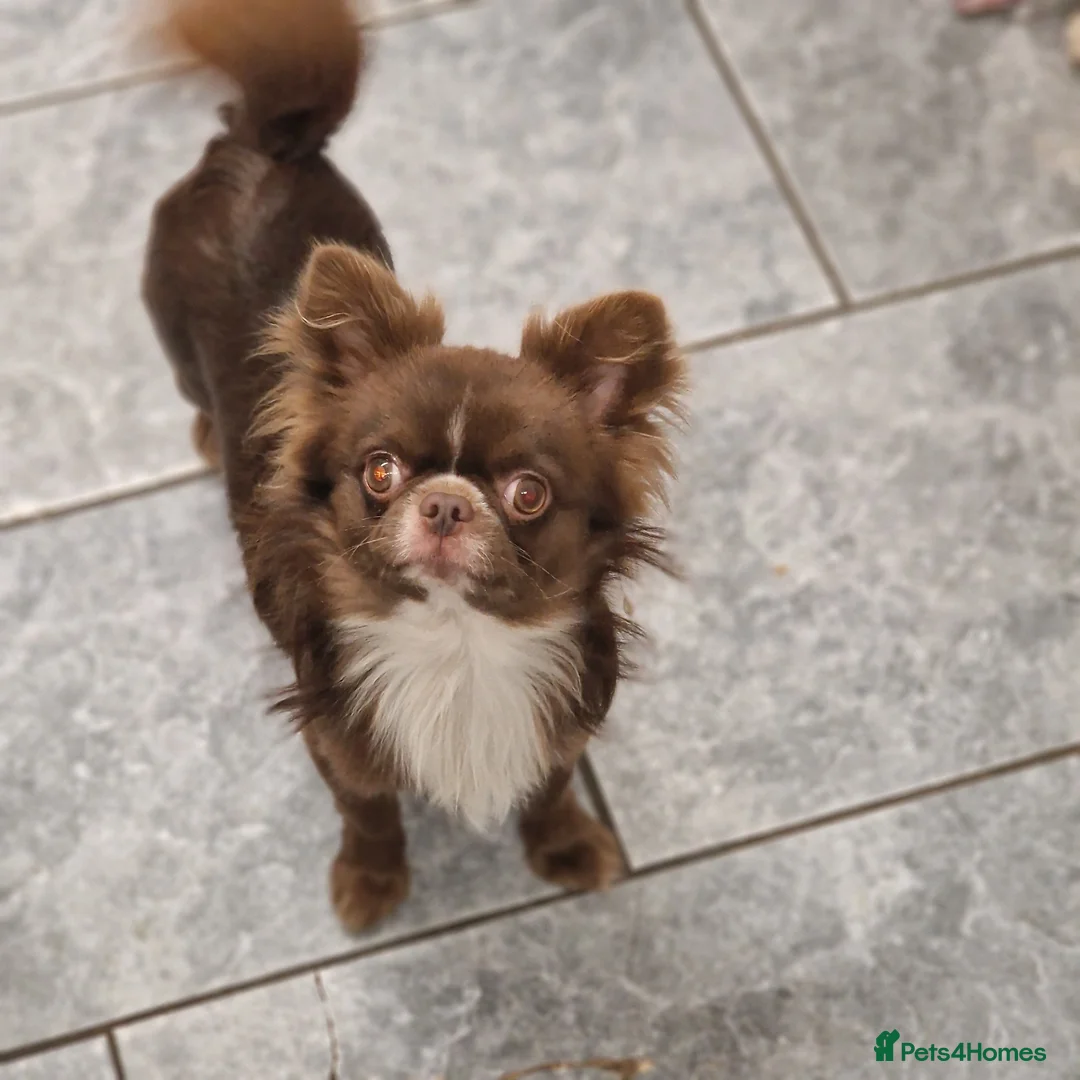 Chihuahua dogs for stud: Chihuahua Chocolate longhaired Stud  in Romford - Advert 22