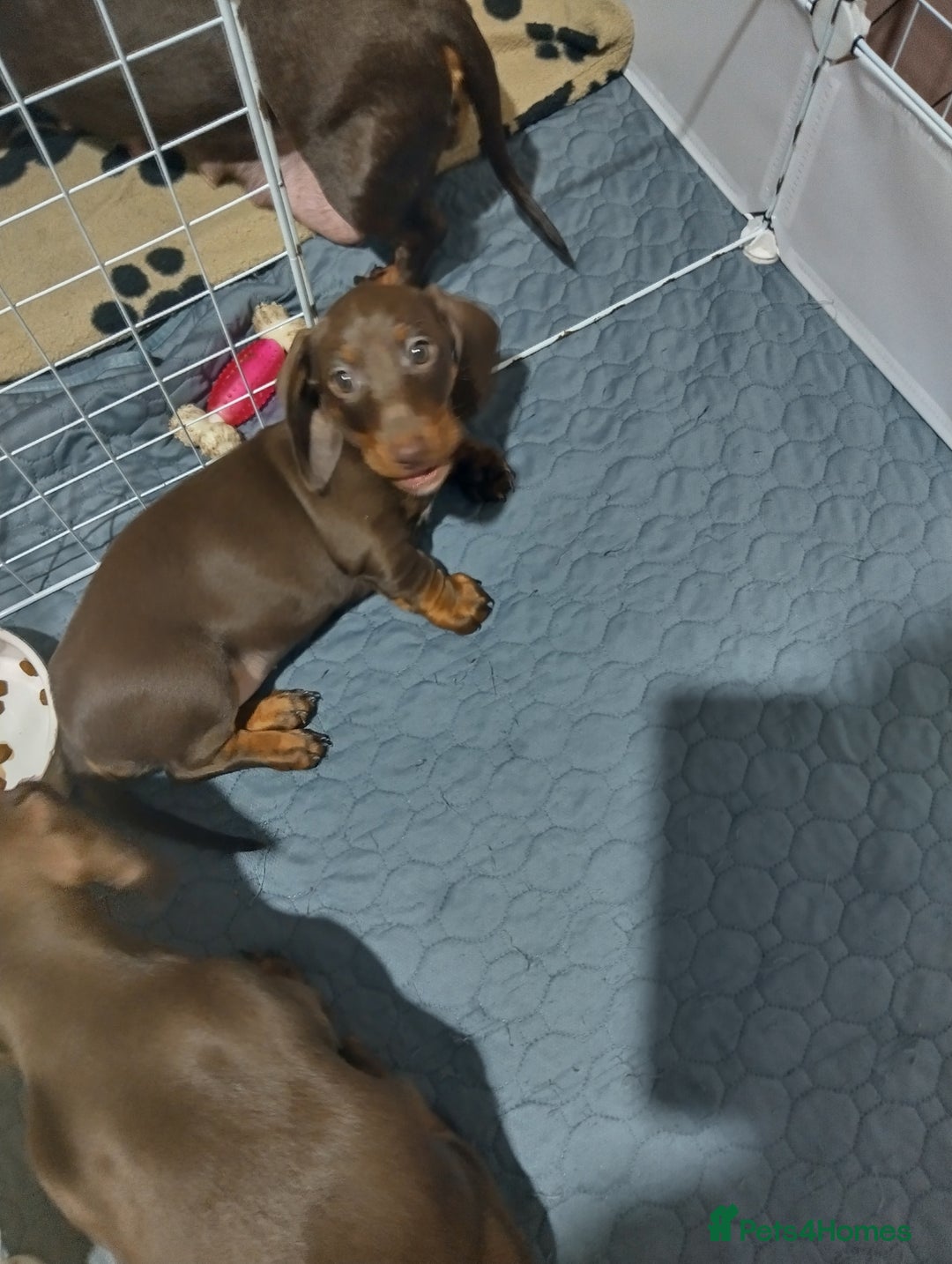 Dachshund dogs for sale: 2 Beautiful puppies - Advert 5