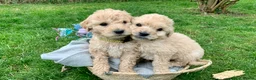Goldendoodle dogs for sale: Standard GoldenDoodle Puppies - Advert 13