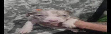 American Bulldog 2