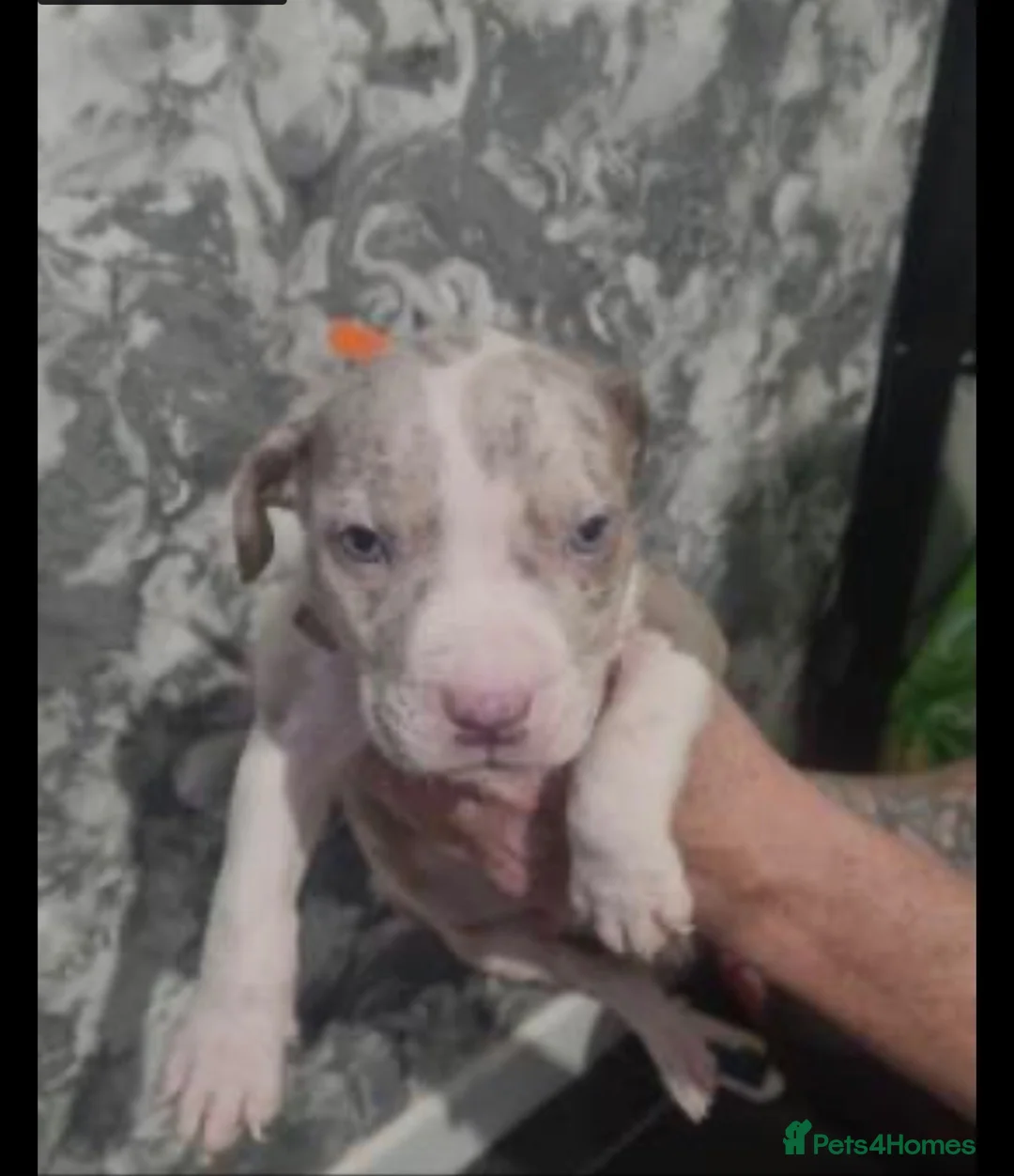 American Bulldog dogs for sale: 6 stunning American bulldog puppies - Advert 7