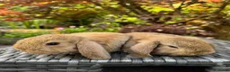 Mini Lop rabbits for sale: Super Friendly Pure Bred Mini Lop Bunnies - Advert 3