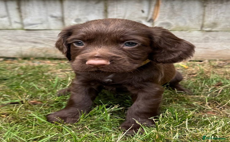 Cocker Spaniel dogs - Advert 14
