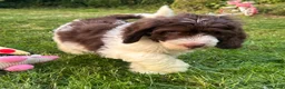 Saint Berdoodle dogs for sale: Premium St Berdoodle Puppies  - Advert 29