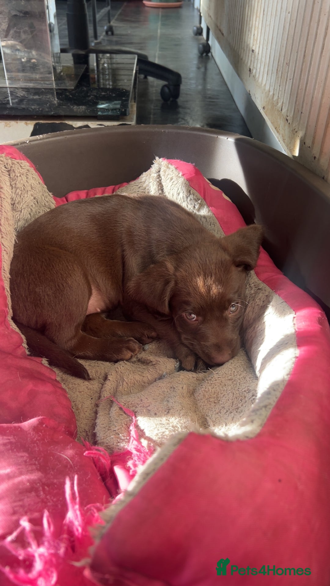 Labrador Retriever dogs for sale: Chocolate lab pup  - Image 2