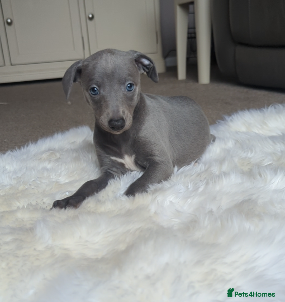 Whippet dogs for sale: Blue whippets - Advert 5