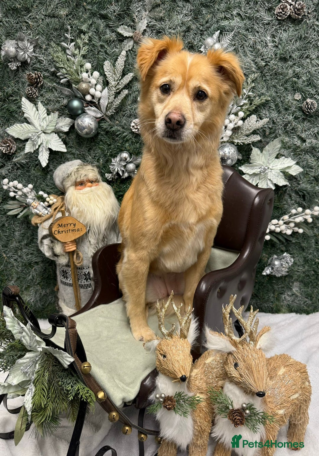 Mixed Breed dogs for sale: Cleo- Mixed Breed - Image 5